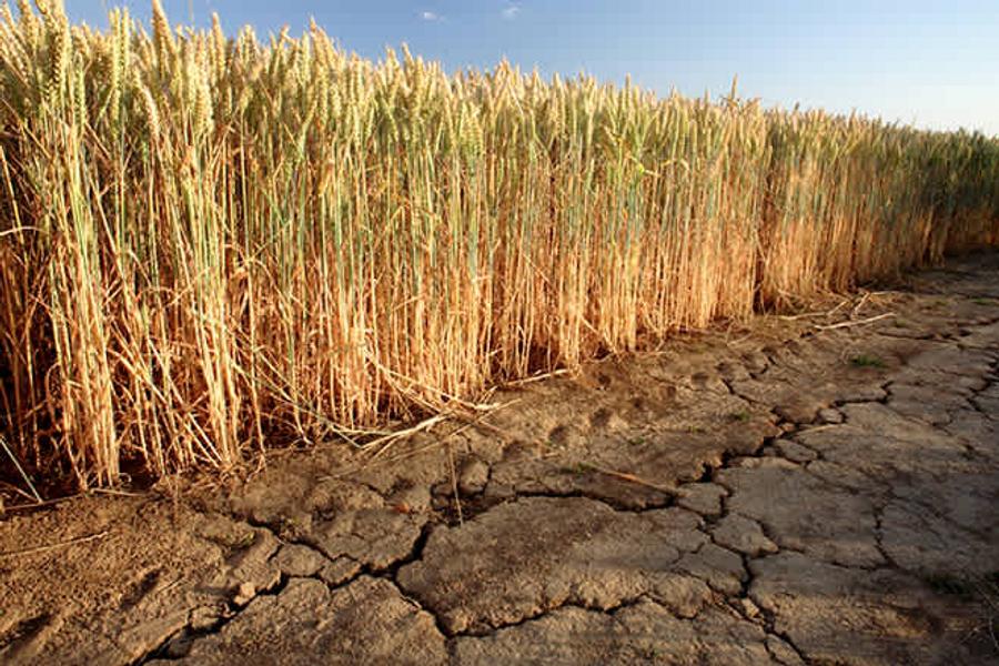 Weizen: Der Klimawandel könnte die globalen Preise explodieren lassen
