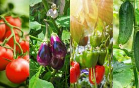 Légumes sous serre : le Maroc conserve son avance sur le marché européen face à la poussée turque