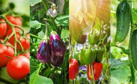 Légumes sous serre : le Maroc conserve son avance sur le marché européen face à la poussée turque