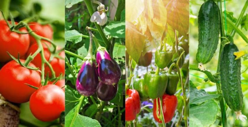 Légumes sous serre : le Maroc conserve son avance sur le marché européen face à la poussée turque