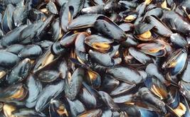 Tétouan/Chefchaouen: Harvesting and Sale of Shellfish Products Banned