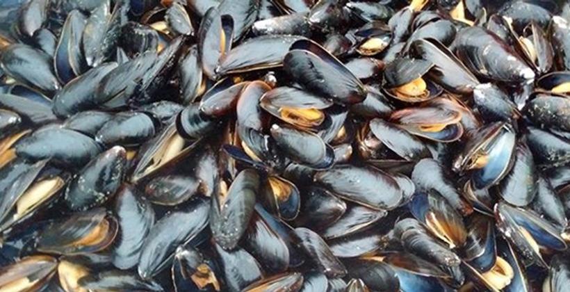 Agadir : l’interdiction sur les produits conchylicoles levée dans deux zones
