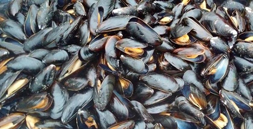 Tétouan/Chefchaouen : les produits conchylicoles interdits à la récolte et à la vente