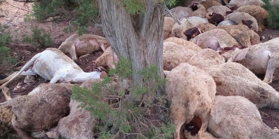 نفوق 40 رأسا من الأغنام ضواحي تازة