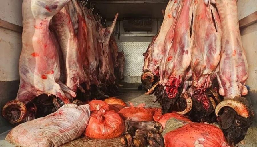 إحباط نقل أزيد من طن من اللحوم مجهولة المصدر نحو طنجة