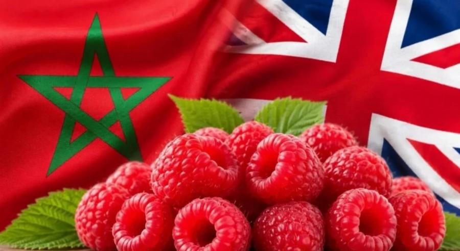 Agroalimentaire : comment la framboise marocaine s'est imposée sur les étals britanniques