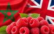 Agroalimentaire : comment la framboise marocaine s'est imposée sur les étals britanniques