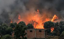 مصرع 12 شخصا جراء حرائق الغابات في 3 ولايات جزائرية