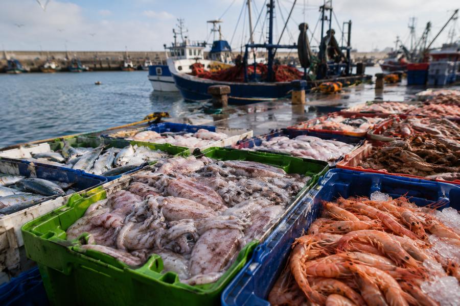 Lamhiriz: Fishing Landings Surge by 54% by the End of July 2026