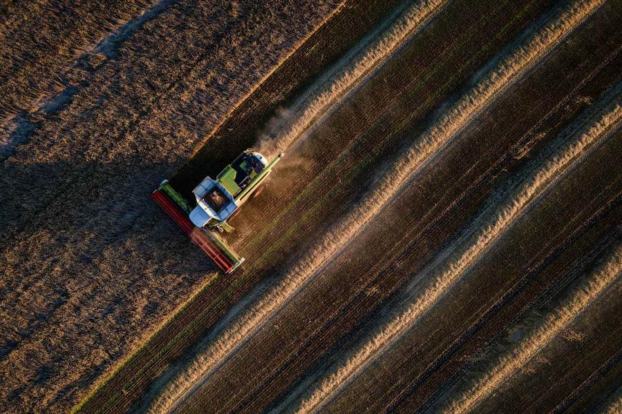 Trigo: preços disparam diante das tensões no Mar Negro e riscos climáticos