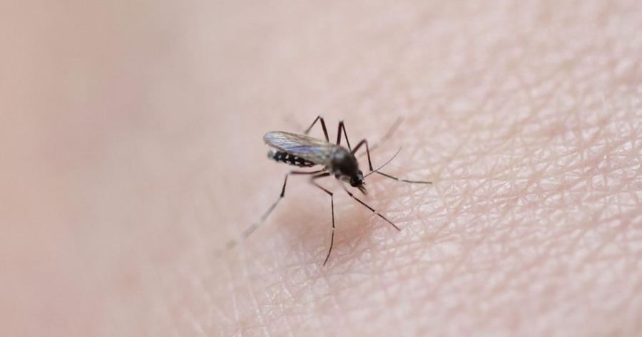 Dengue em Marseille: um primeiro caso autóctone detectado na região em 2026