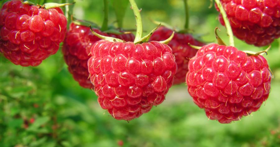 Framboises : le Maroc capte près de 63 % des importations britanniques