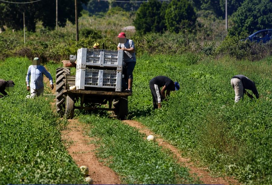 تحذيرات من “المافيا الزراعية” بإيطاليا تستدرج عمالا مغاربة بوعود عمل وهمية