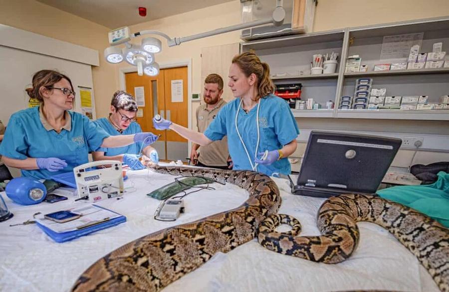 Jodie Foster becomes the first snake to receive innovative cancer treatment