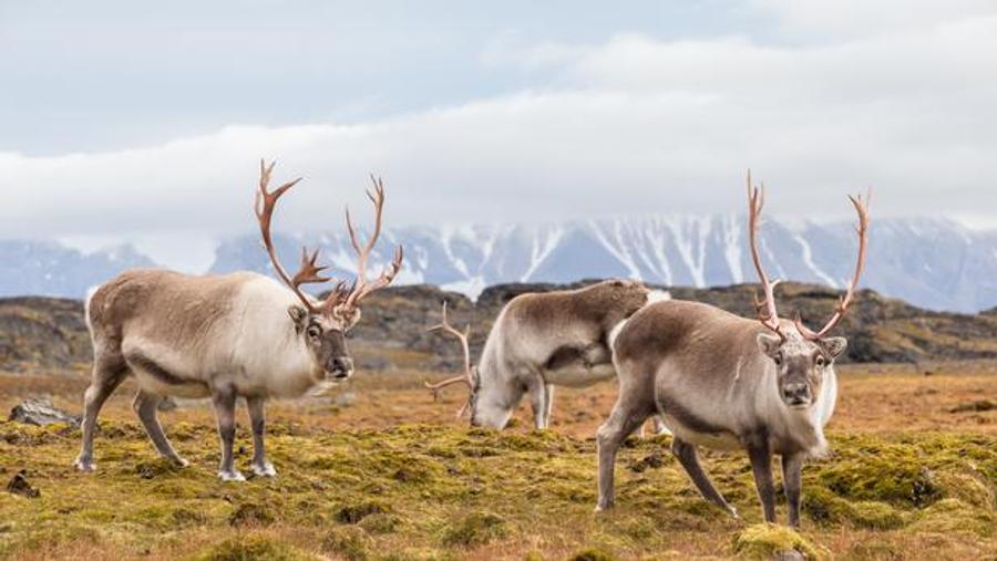 Unexplained reindeer deaths in Svalbard prompt investigation by Norwegian authorities