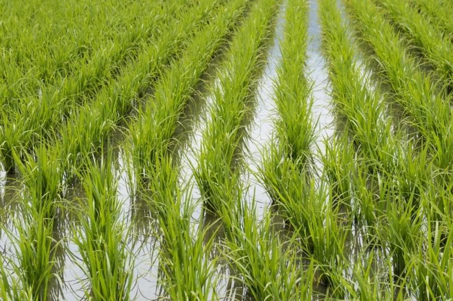 Filière rizicole marocaine : entre reprise agricole et menace des importations massives