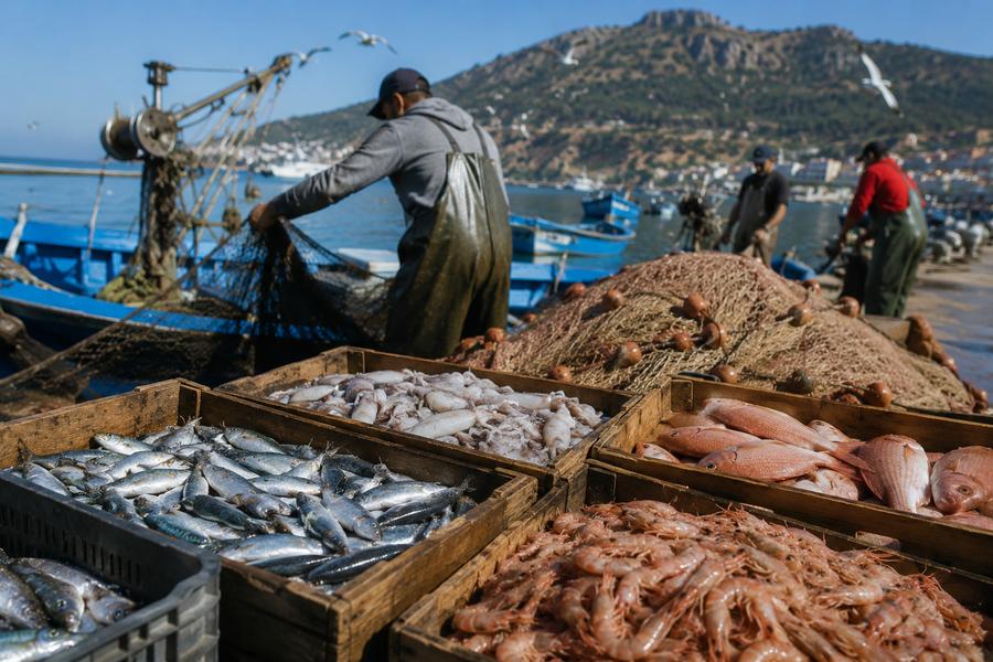 Pêche côtière : 10 995 tonnes débarquées en Méditerranée à fin juillet 2026