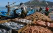Pêche côtière : 10 995 tonnes débarquées en Méditerranée à fin juillet 2026