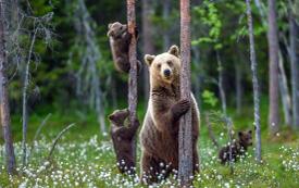 Four orphaned brown bear cubs find a new home in France after their mother was killed by poachers