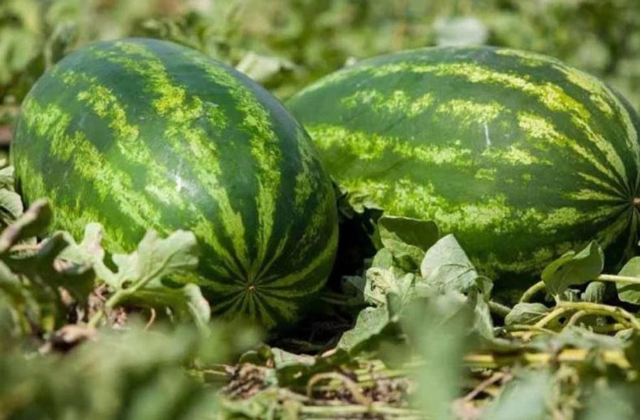 انهيار أسعار «الدلاح» بالضيعات