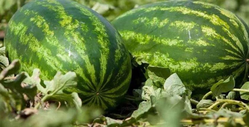 انهيار أسعار «الدلاح» بالضيعات