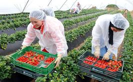 Maroc : un modèle de financement agricole reconnu à l’international