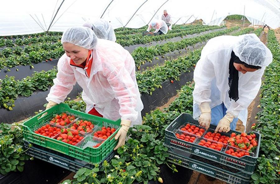 Maroc : un modèle de financement agricole reconnu à l’international