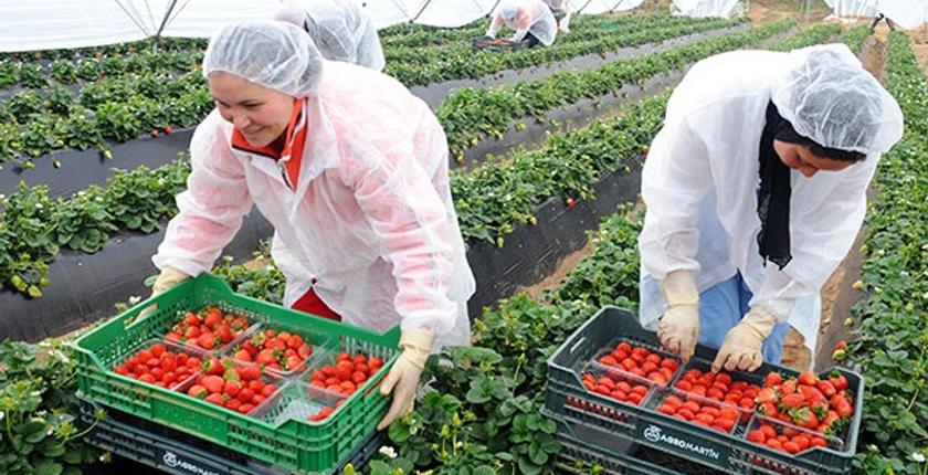 Maroc : un modèle de financement agricole reconnu à l’international