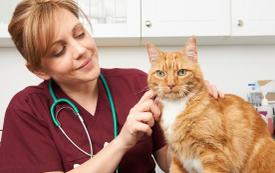 Pet owners targeted by phishing scam after I-Cad animal database cyberattack