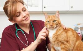 Pet owners targeted by phishing scam after I-Cad animal database cyberattack