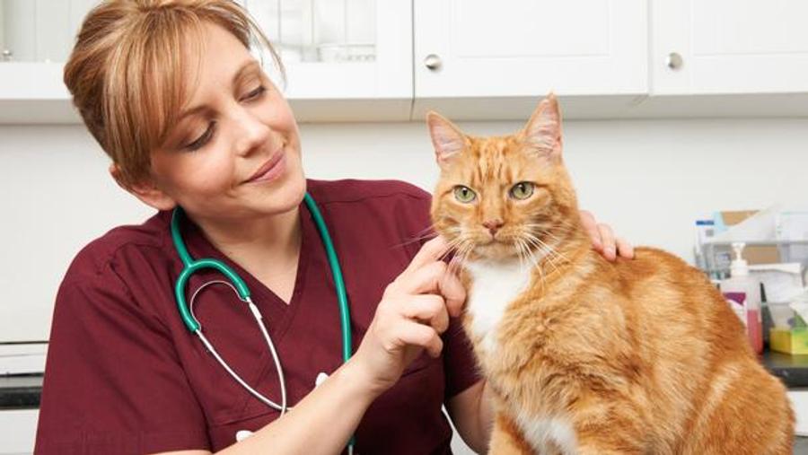 Pet owners targeted by phishing scam after I-Cad animal database cyberattack