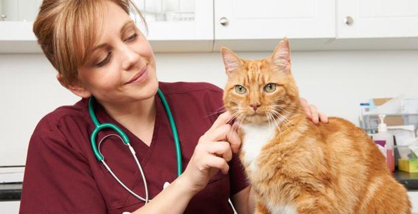 Pet owners targeted by phishing scam after I-Cad animal database cyberattack