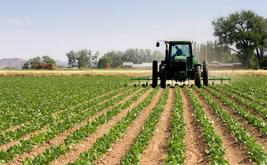 Maraîchage : les superficies cultivées progressent de 12% dans Casablanca-Settat