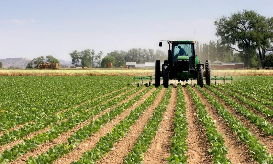 Maraîchage : les superficies cultivées progressent de 12% dans Casablanca-Settat