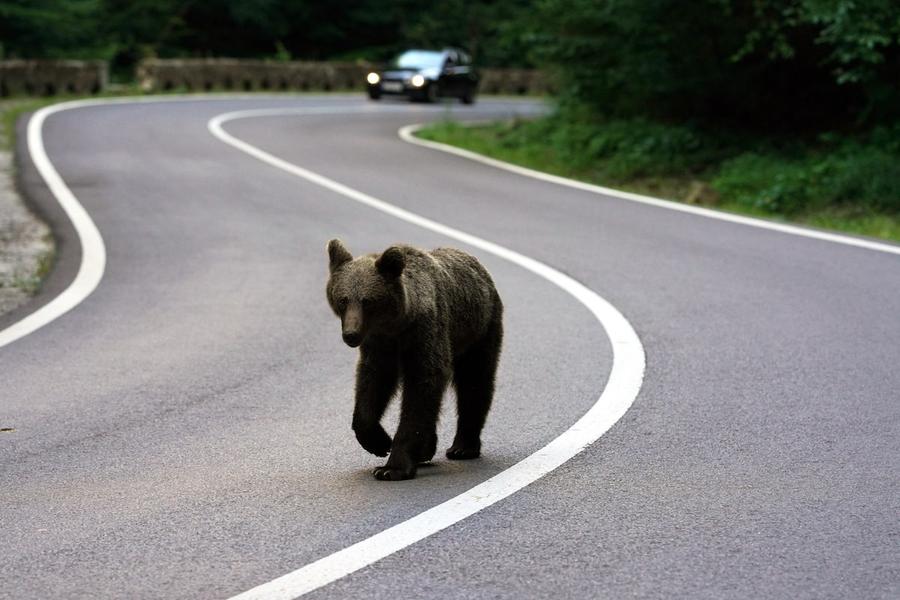 Romania expands brown bear cull as human-wildlife conflicts intensify