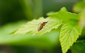 Se liberarán 600,000 mosquitos en jardines privados de Estados Unidos para reducir el uso de pesticidas