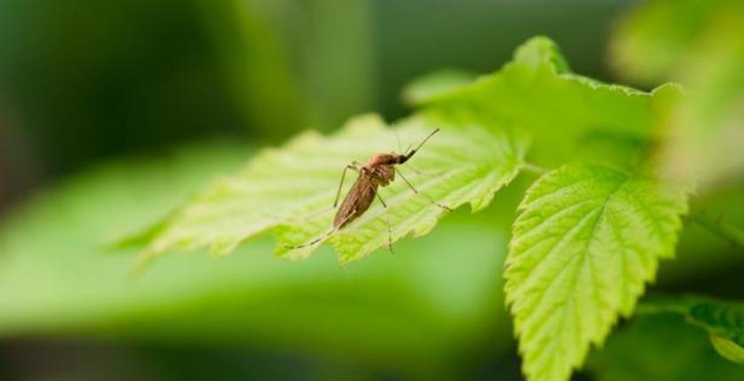 600,000 mosquitoes to be released in private gardens across the United States to cut pesticide use