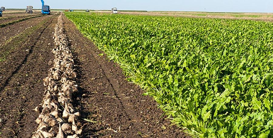 Betterave sucrière : la production progresse de 31 % à Casablanca-Settat