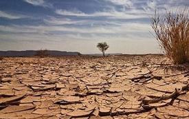 Libya loses 390 hectares of tree cover over 25 years