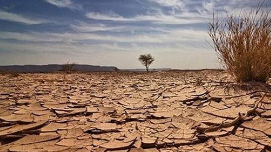Libya loses 390 hectares of tree cover over 25 years