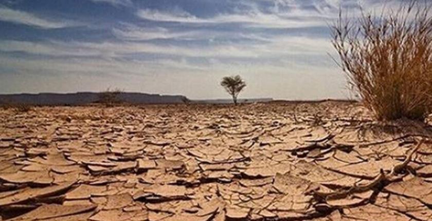 Libya loses 390 hectares of tree cover over 25 years