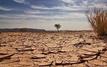 Libya loses 390 hectares of tree cover over 25 years