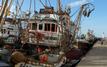 Port de Tanger : les débarquements de la pêche côtière et artisanale bondissent de 98% à fin juillet 2026
