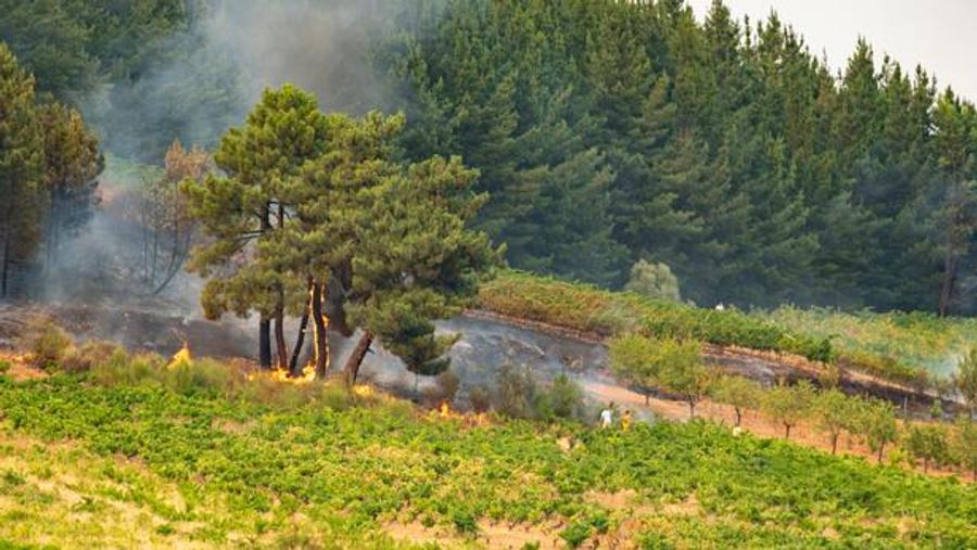 La crisis del vino en California lleva a un viticultor a quemar sus propias vides tras cerrar el negocio familiar