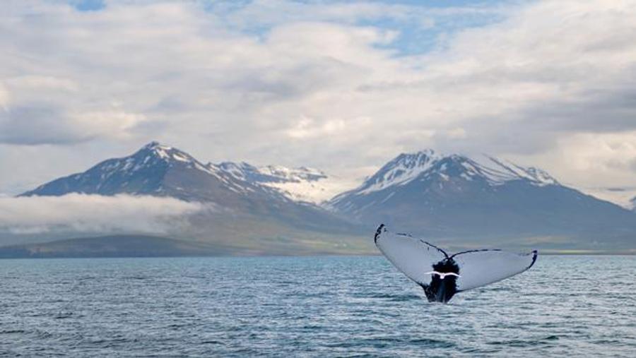 Islandia ordena la expulsión de activistas anti-caza de ballenas tras intervención de un barco