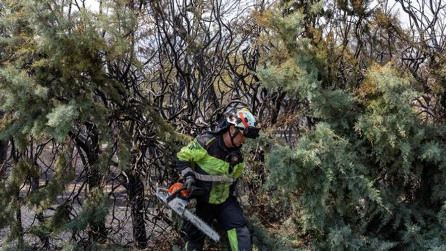 Francia simplifica las normas de tala de árboles tras devastadores incendios en Gironda y Landas