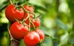Marché espagnol : les tomates marocaines renforcent leur domination au premier semestre 2026