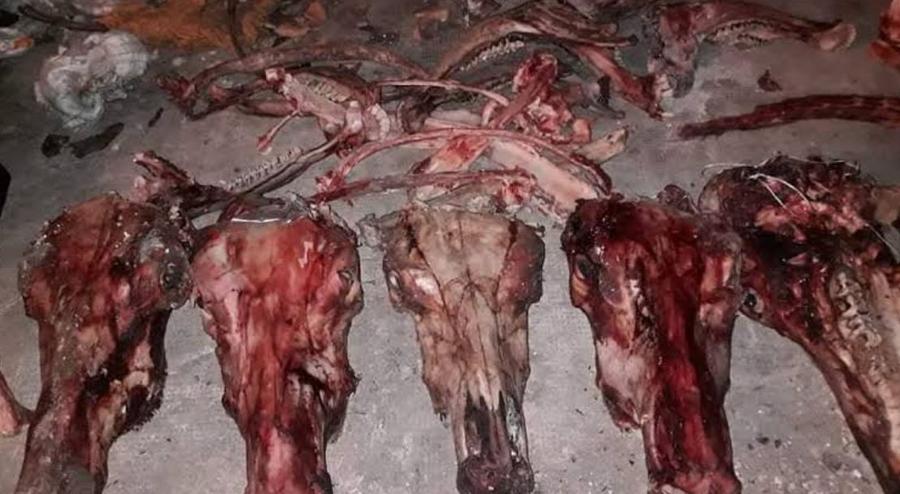 العثور على بقايا حمير بضواحي مراكش يثير مخاوف بشأن سلامة اللحوم