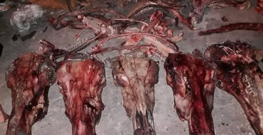 العثور على بقايا حمير بضواحي مراكش يثير مخاوف بشأن سلامة اللحوم