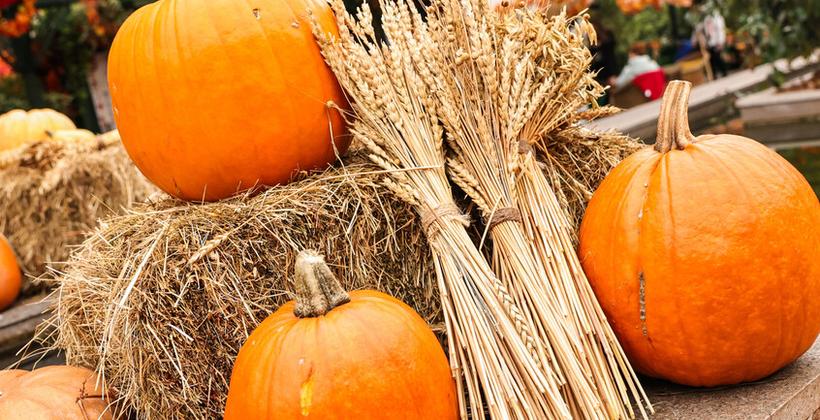 I prezzi globali degli alimenti raggiungono il livello più alto da novembre 2022, afferma la FAO